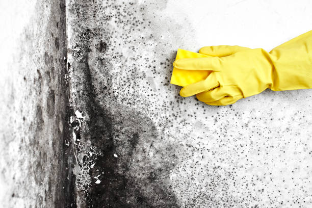 Best Black Mold Removal  in Homestead Meadows North, TX