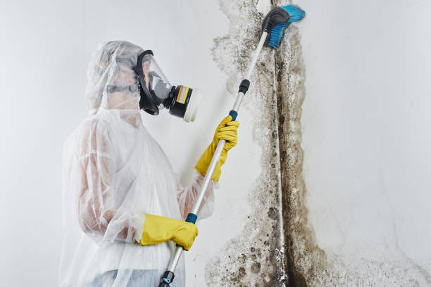Trusted Homestead Meadows North, TX Mold Removal Experts