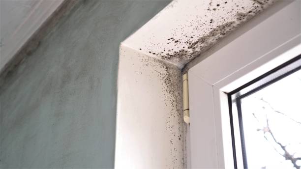 Best Office Mold Removal Services  in Homestead Meadows North, TX
