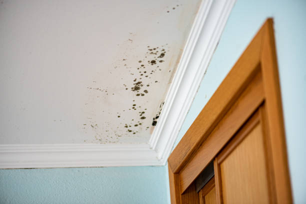 Best Same-Day Mold Removal  in Homestead Meadows North, TX