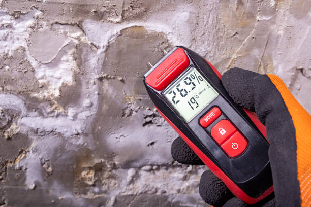 Best Best Mold Removal Companies  in Homestead Meadows North, TX
