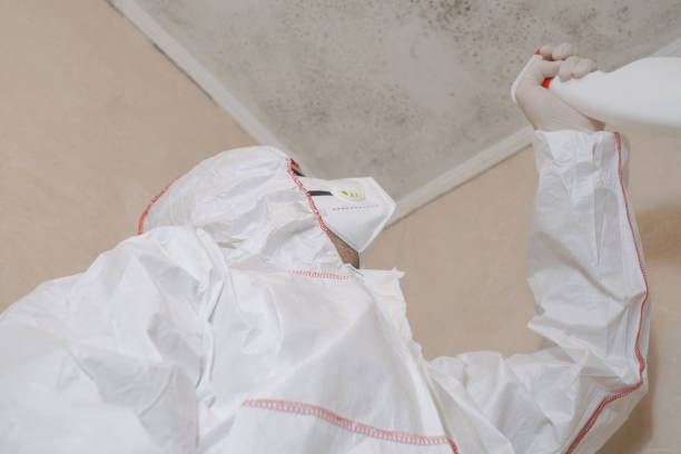 Best Toxic Mold Removal  in Homestead Meadows North, TX