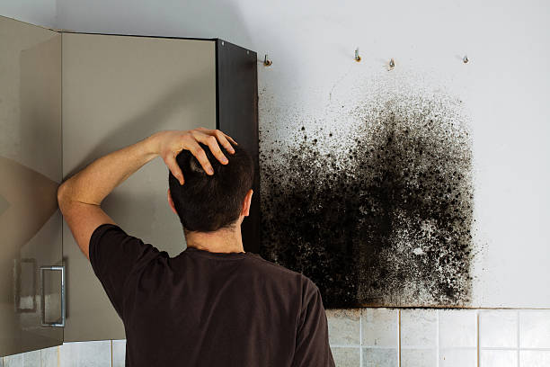 Best Home Mold Removal  in Homestead Meadows North, TX