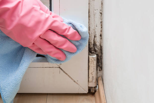 Best Mold Testing  in Homestead Meadows North, TX