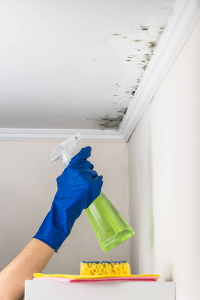 Best Emergency Mold Removal  in Homestead Meadows North, TX