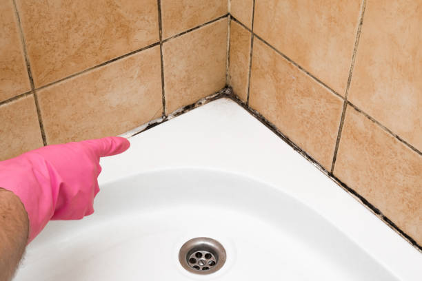 Best Commercial Mold Removal  in Homestead Meadows North, TX