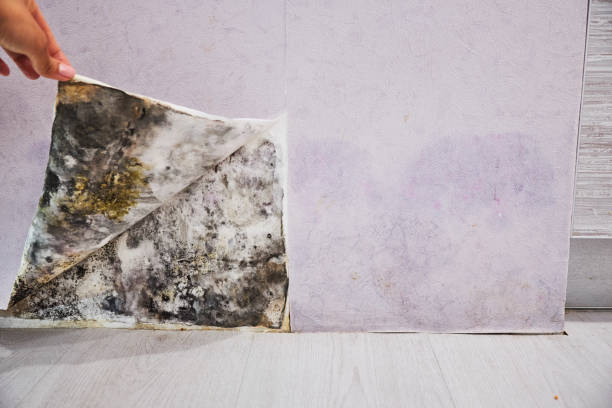 Best Fast Mold Removal  in Homestead Meadows North, TX
